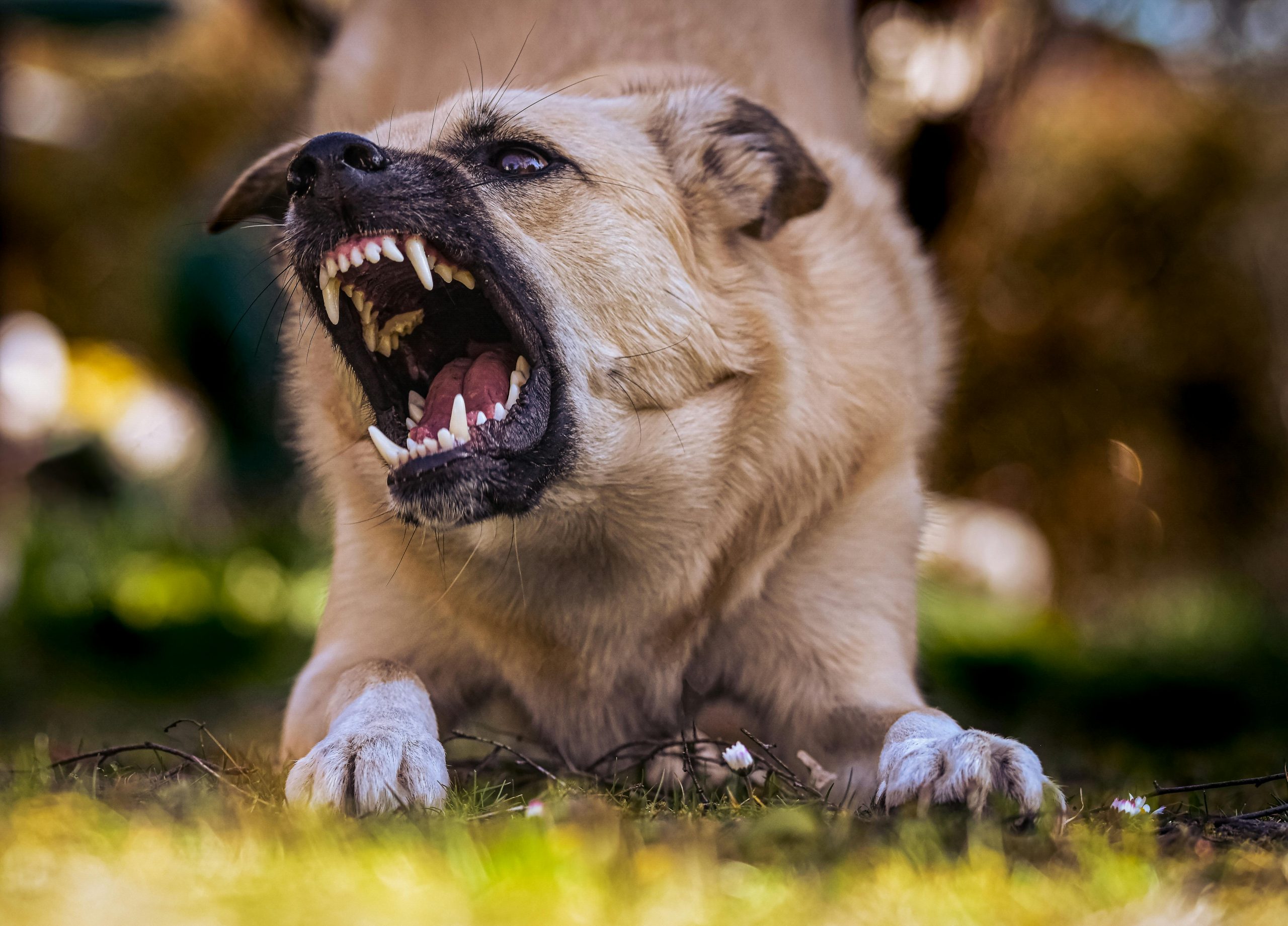dog barking aggressively