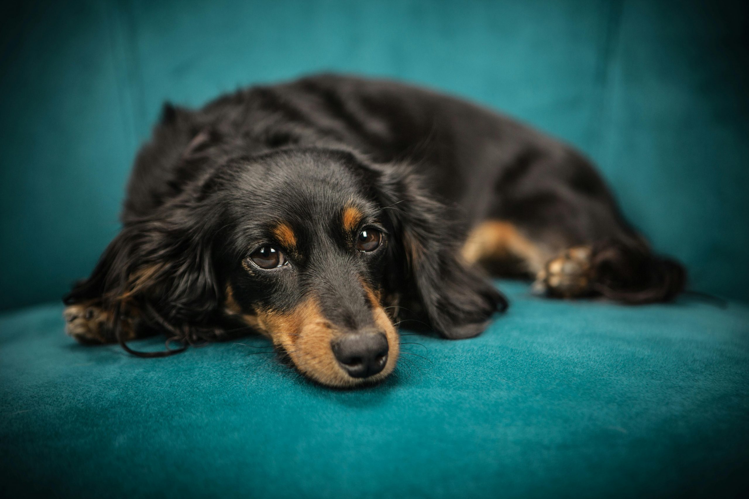 black dog lying on a couch, looking tired