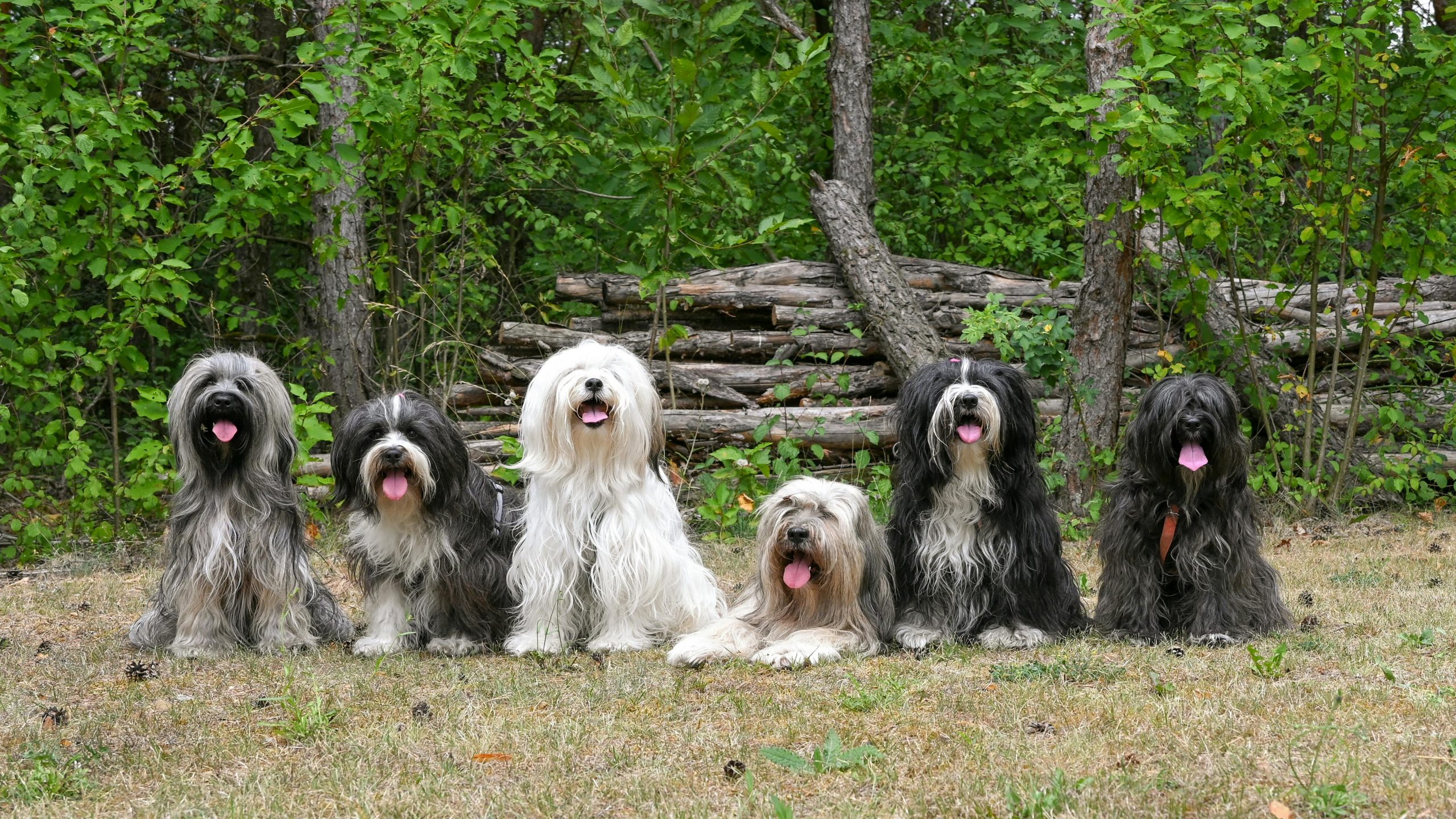 six dogs of various sizes gathered on a lawn