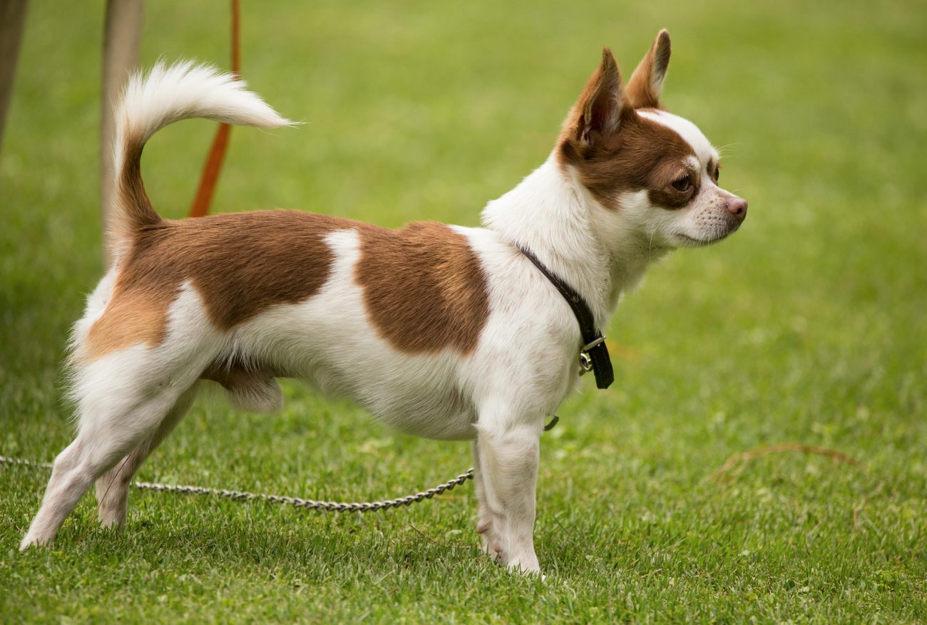 brown and white male chihuahua standing on a grassy lawn