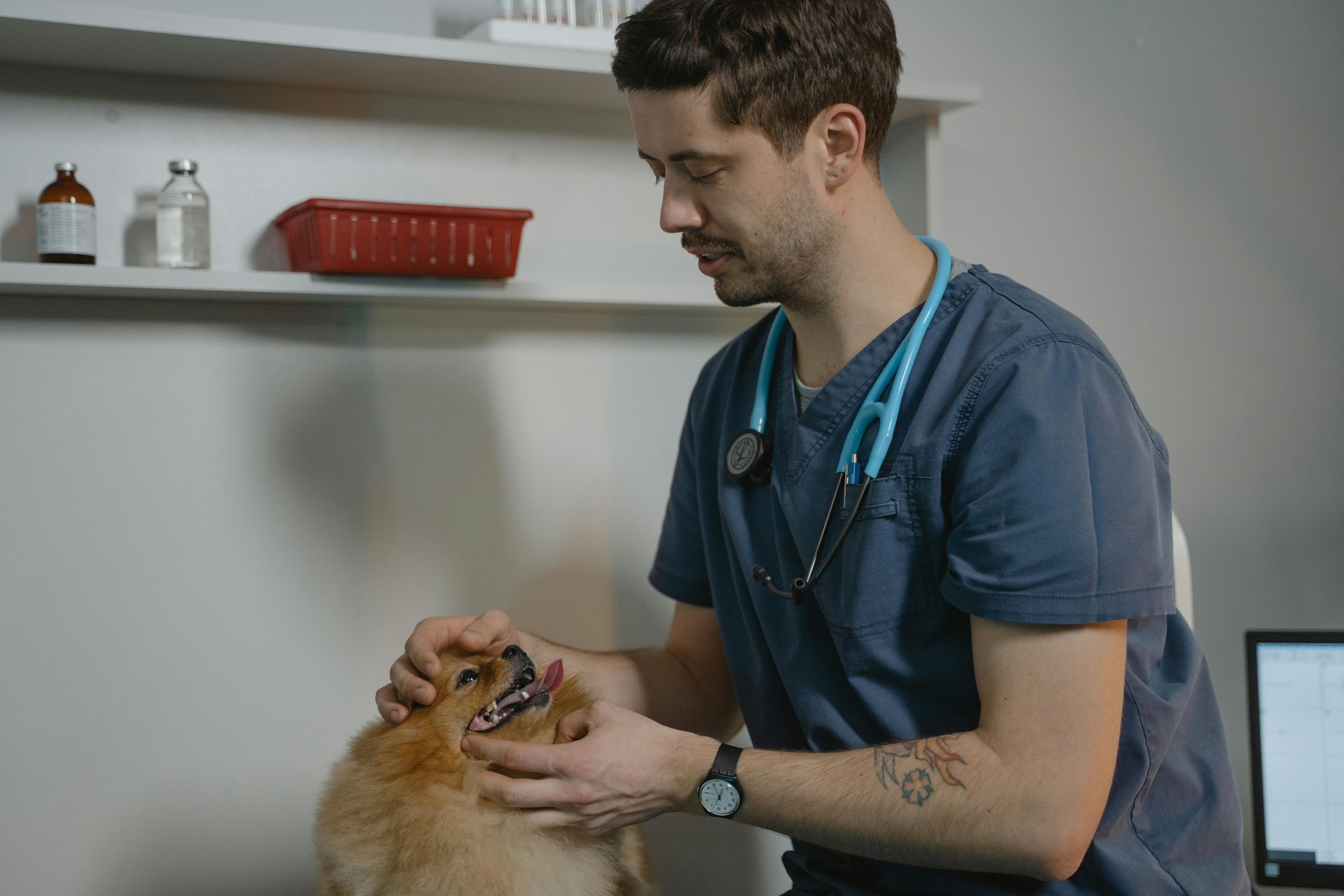 male veterinarian petting a pomeranian
