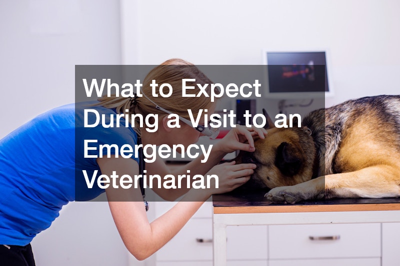 What to Expect During a Visit to an Emergency Veterinarian
