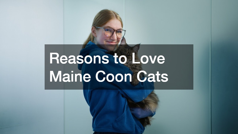 Reasons to Love Maine Coon Cats