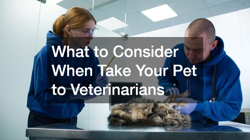 What to Consider When Take Your Pet to Veterinarians